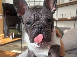 Hairless frenchbulldog
