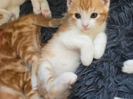 1 beautyfull girl looking for loving home
