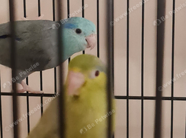 Beautiful egg laying Parrotlets