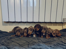 Mini dachshund