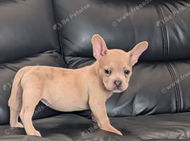 Frenchie X bully girlie
