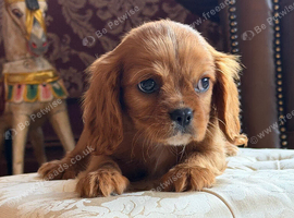 Caviar king Charles spaniel