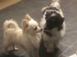 3 girl maltipoo
