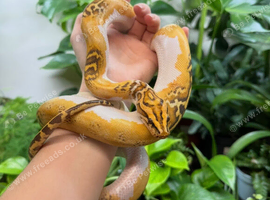 1.0 Caramel Pied Burmese Python