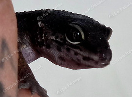 Black night gecko female