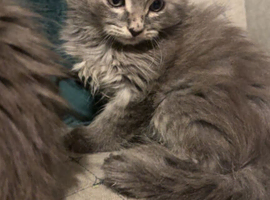 beautiful grey long haired ragdoll kittens