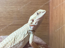 Bearded dragon 16months ( Rescue )