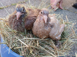 Chocolate / Yellow Pair Melueman Racing Pigeon RPRA Rung 2026