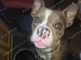 Platinum merle tri pocket bully