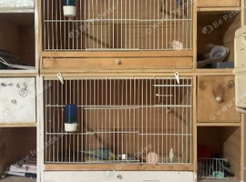 Wooden budgie breeding cages built in nest boxes
