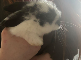 Baby mini lops