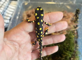 Yellow spotted newts (Neurergus crocatus)