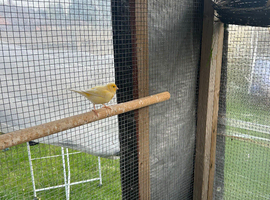 Canaries