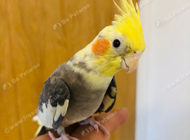 Male Cockatiel