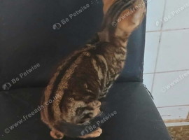 2 lovely stripped boy kitten and gold marble Ready now