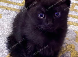 One female half Ragdoll left