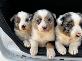 Beautiful blue merle puppies