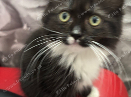 Ragdoll cross kittens