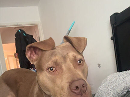 Staffy cross