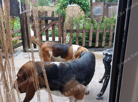 Bassets for rehoming