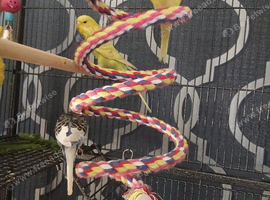 Budgies