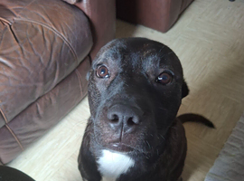 Rocco Italian cane corso cross Staffy