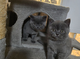 British kitten