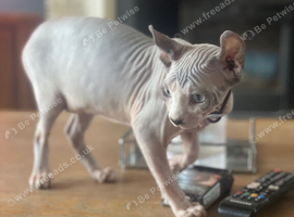 Amazing Sphynx