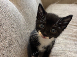 Kittens for sale