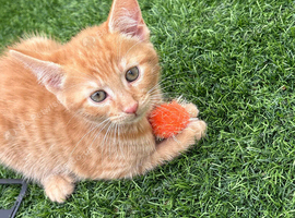 2 beautiful female kittens ready for their forever home