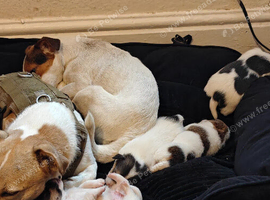 Beautiful Puppies Must Go