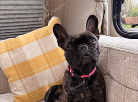 French bulldog