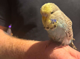 Budgies