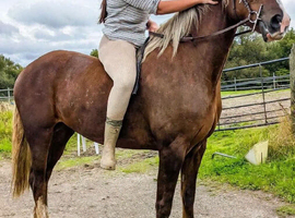 15h 5yrs Welsh d would consider loan