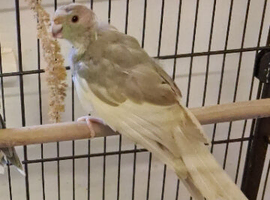 Grey and Cream Kakariki
