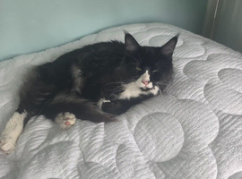 GORGOUS MAINECOON FOR SALE