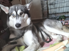 Blue is up for rehoming