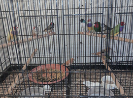 Bengalese finches