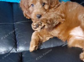 Cavapoo 17 weeks old
