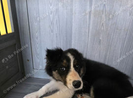 For sale puppy