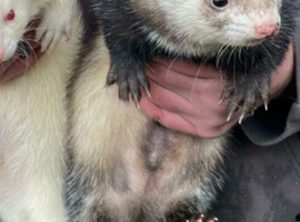 I want to buy ferrets
