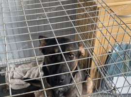 German shepherd cross