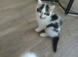 Kittens