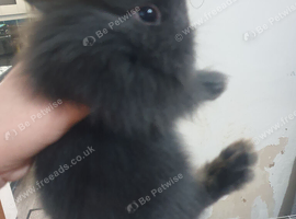 5 lionhead rabbits for sale