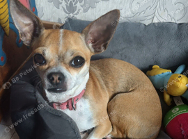 Pedigree chihuahua
