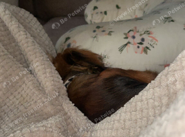A lovely 1 year old Dachshund