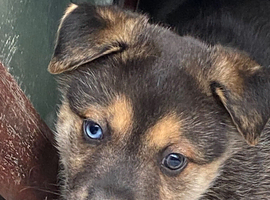 Siberian husky x Labrador puppies