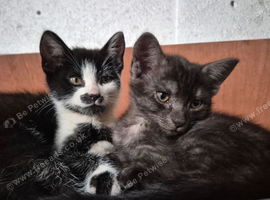 Beautiful Kittens needing a home