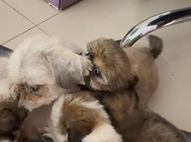 Shih Tzu