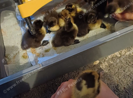 Mixed breed ducklings for sale